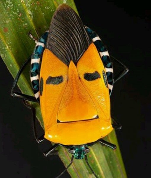 1d54f60ff918bcddac1fa90c273ccebe