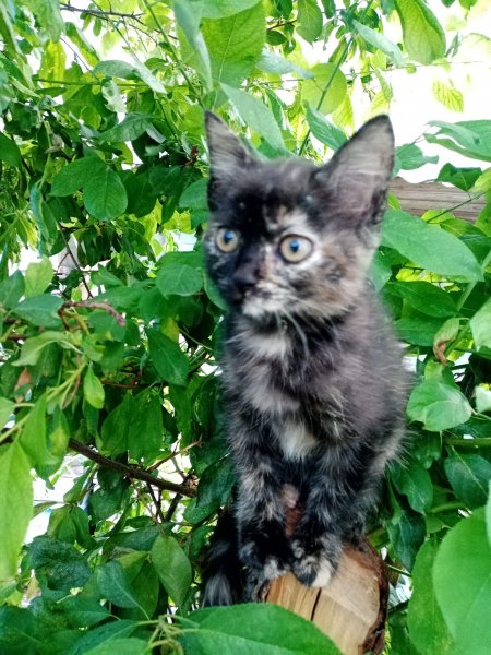 Кошечка