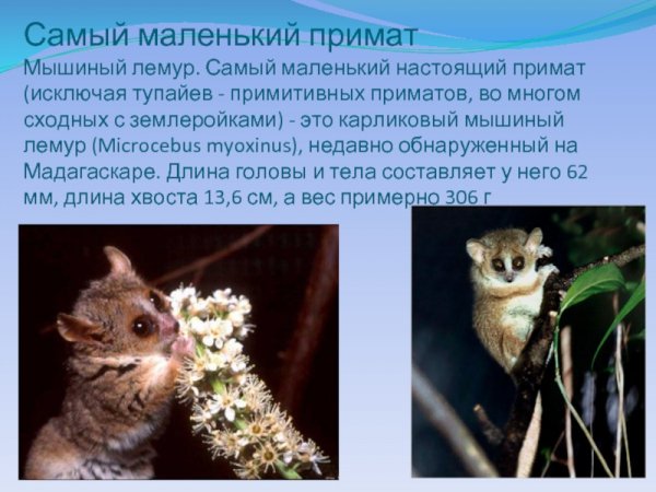 Мышиный лемур