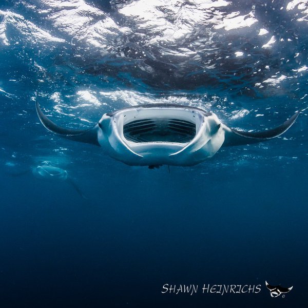 "Racing Extinction"