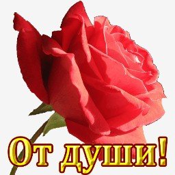 роза