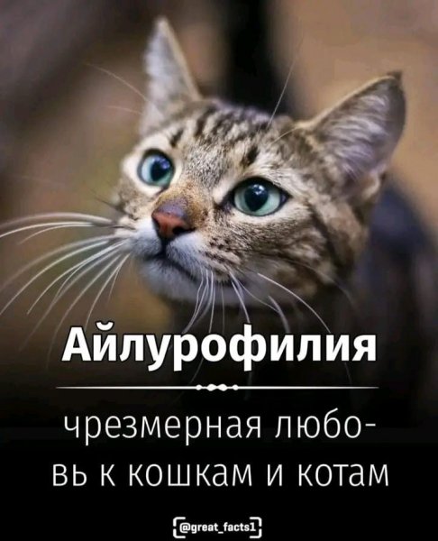 Айлурофилия