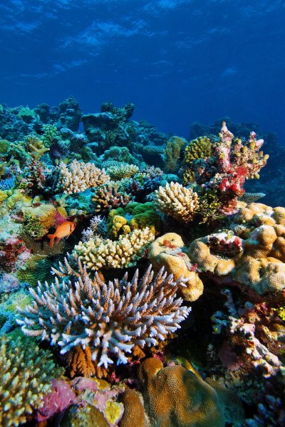 Большой барьерный риф