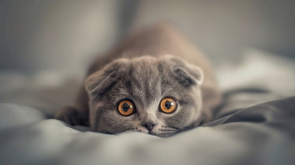 Scottish-fold-cat-4k-wallpaper74@2@a