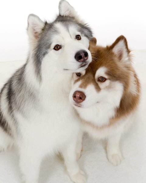 MEDIA # OF DOG