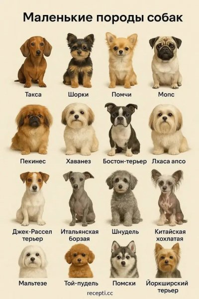 Маленькие собаки