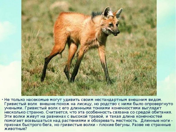 Гривистый волк