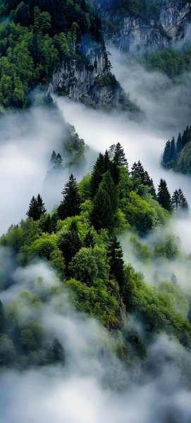 Арт Природа