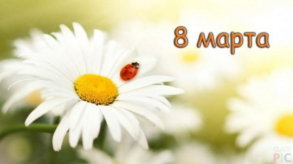 Belaya-romashka-s-bozhej-korovkoj-na-8-marta-720x405
