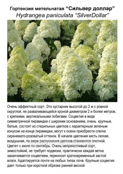 "Сильвер доллар"