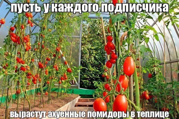 picture_412696984