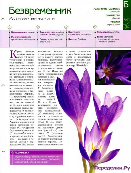 Безвременник