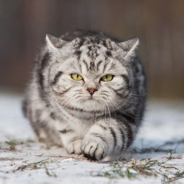 Идет к цели...