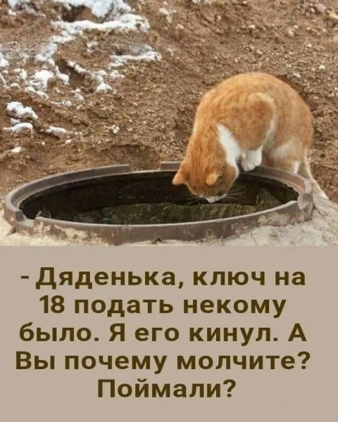 Porcija-jumora-memov-i-strannyh-kartinok-16