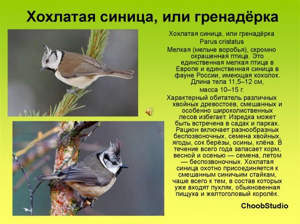 Гренадерка