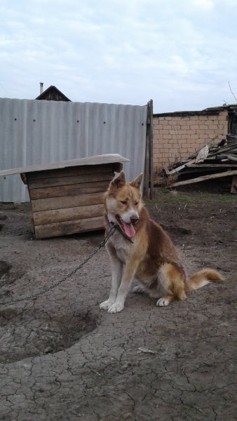 Наш пёсель