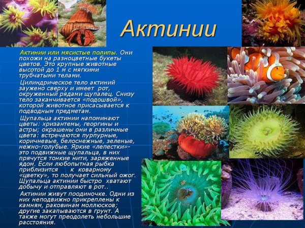 Актинии