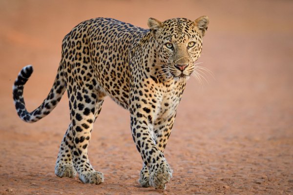 Leopard