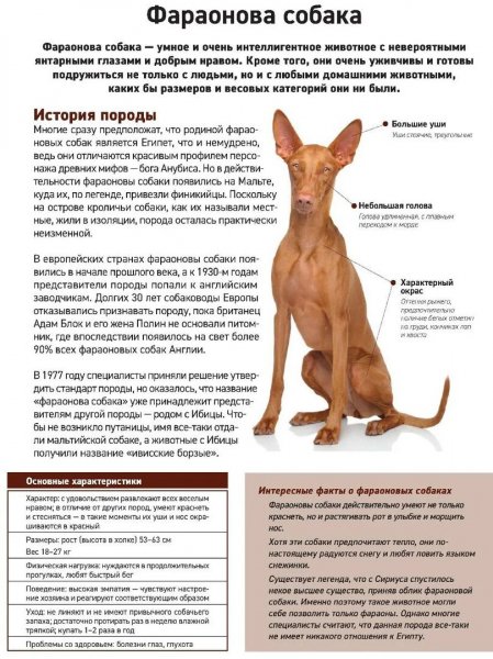 Фараонова собака