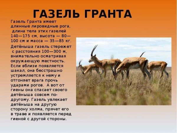 Газель Гранта