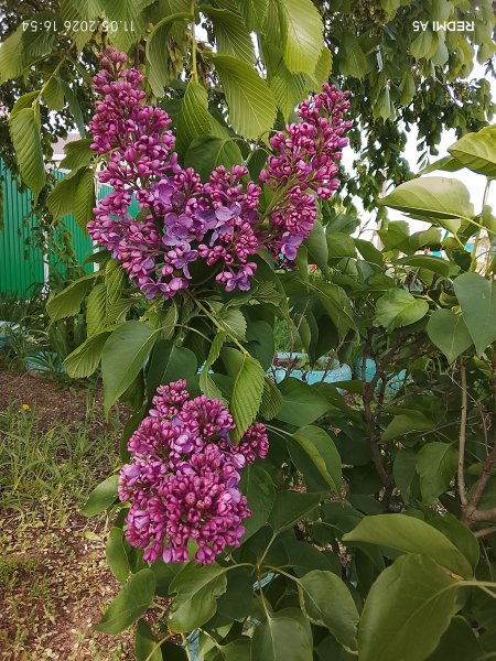 Красная сирень