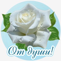 роза