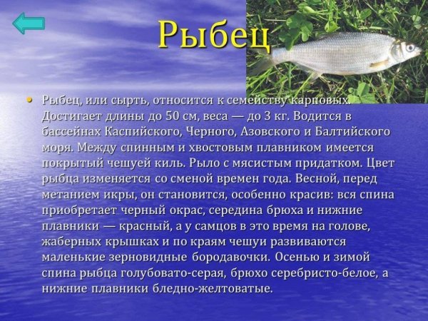 Рыбец
