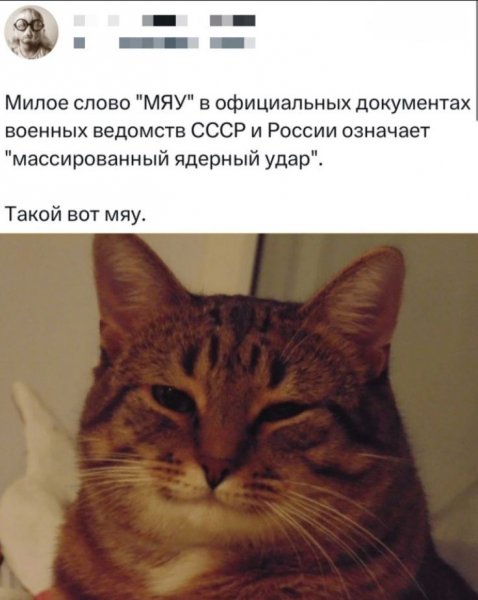 МЯУ!!!