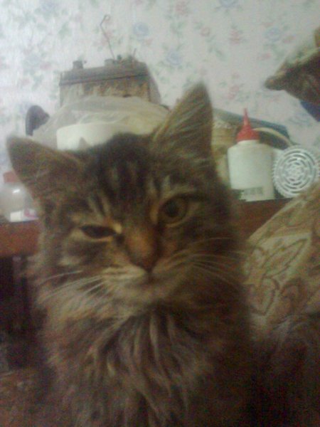 Мой великий Котэ