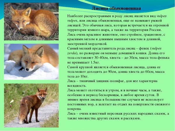 Лисица