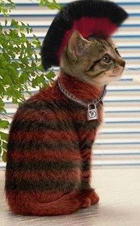 punk cat