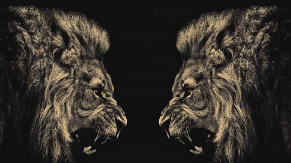 Lion-4k 916@5@m