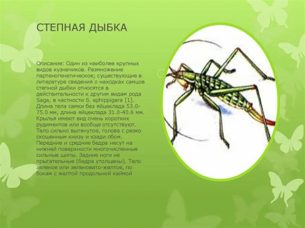 Степная дыбка