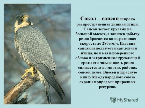 Сокол сапсан