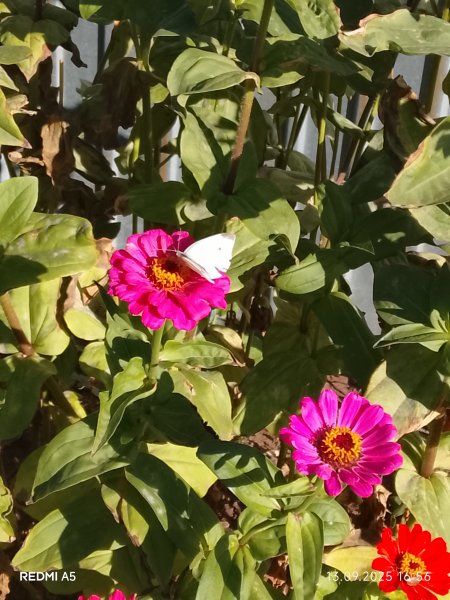 Бабочка на цветке