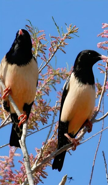 Розовые Скворцы