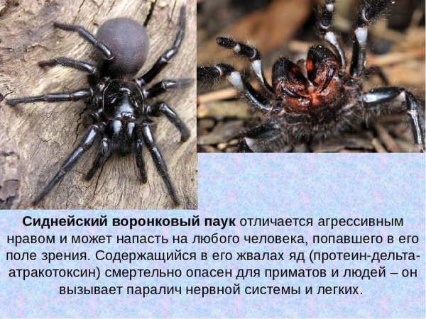 Сиднейский воронковый паук