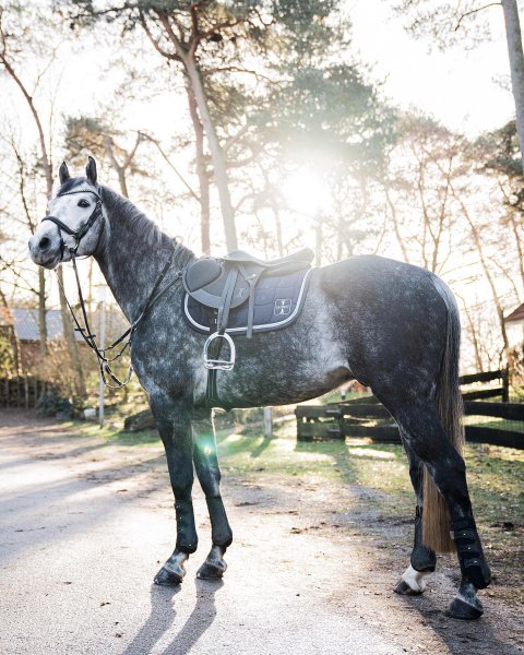 MEDIA # OF HORSE