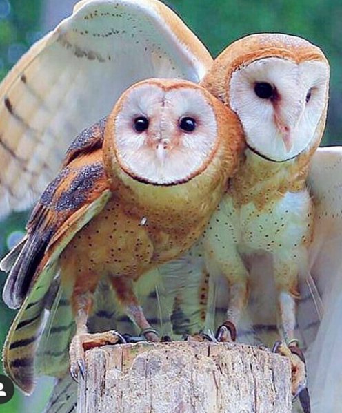 image (2) - 2021-02-09T001441.900
