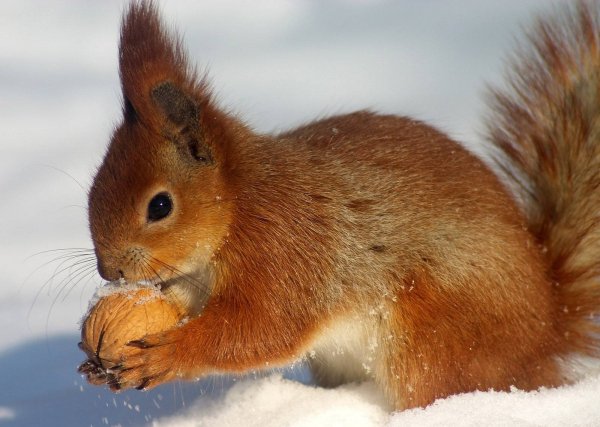 рыжая красотка