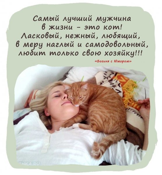 Кот