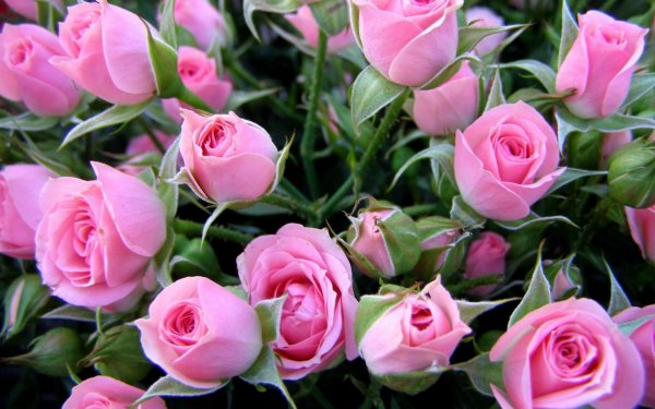 Roses-flowers-bouquet