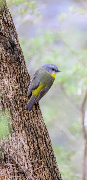 Eastern yellow robin Victorian