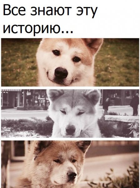 Хатико