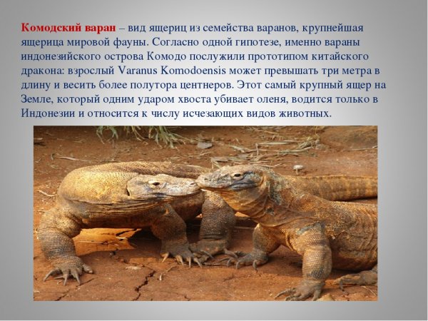 Комодский варан