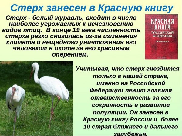 Стерх