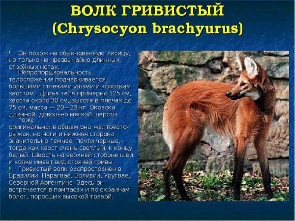 Волк гривистый