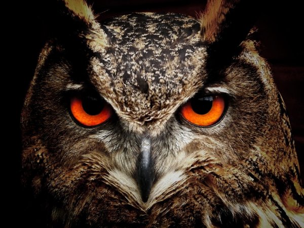 Chocoloco Eyes Of Owl akVk