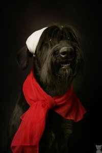 Ризеншнауцер 2