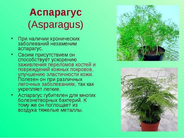 Аспарагус